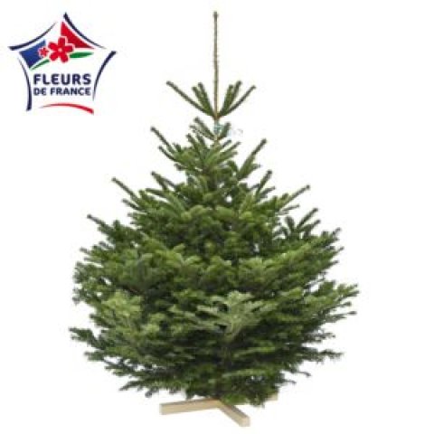 Sapin Nordmann 150/175 Premium S&eacute;lection, vendu seul, sans pied