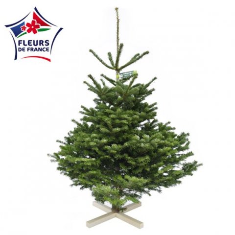 Sapin Nordmann 125/150 Premium S&eacute;lection, vendu seul, sans pied