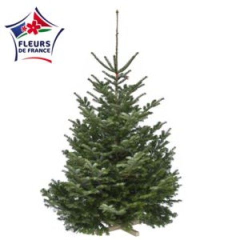 Sapin Nordmann 200/250 Premium S&eacute;lection, vendu seul, sans pied