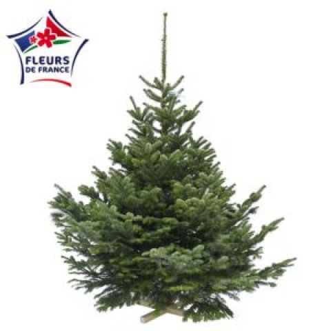 Sapin Nordmann 175/200 Premium S&eacute;lection, vendu seul, sans pied