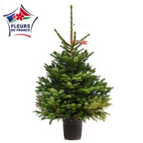 Sapin Nordmann 100/125 1er Choix extra, vendu seul, sans pied