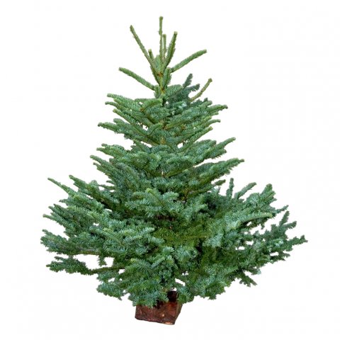 Sapin Nobilis Choix extra 150/175 vendu seul sans pied